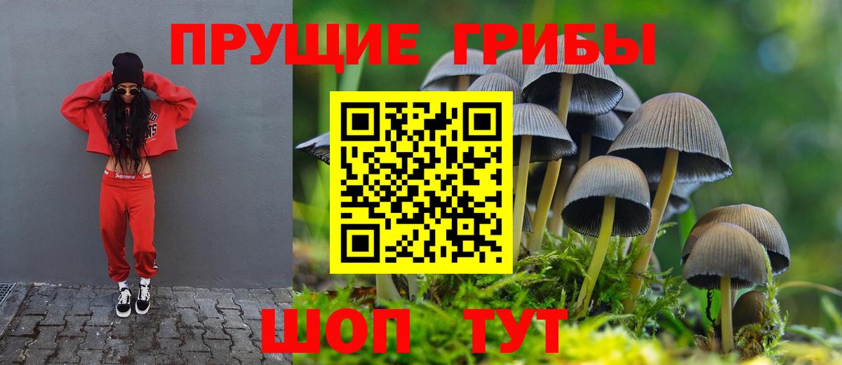 Галлюциногенные грибы Psilocybine cubensis  Балахна 