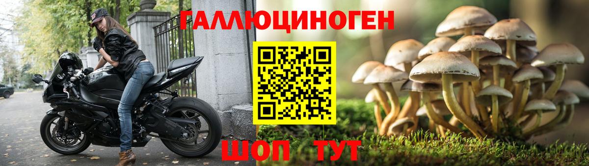 Галлюциногенные грибы Cubensis Балахна